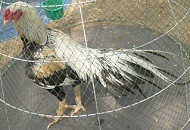 ไก่อุดมทัศนีย์